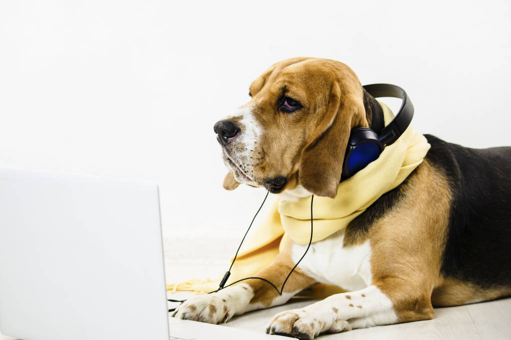 стильная милая смешная собака-жук смотрит ноутбук и слушает музыку на полу
 - Фото, изображение