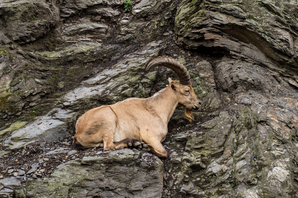 Capra selvatica di montagna seduta sulla scogliera ritratto ravvicinato
 - Foto, immagini