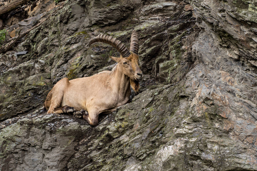 Wild mountain goat sitting on the cliff close up portrait - Photo, Image