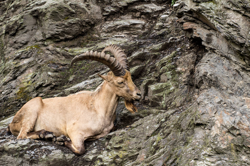Дикий гірський козел сидить на скелі крупним планом портрет
 - Фото, зображення