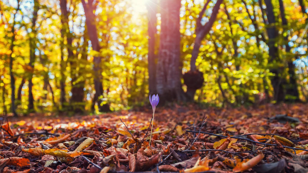 barevné podzimní Lesní krajina - Fotografie, Obrázek