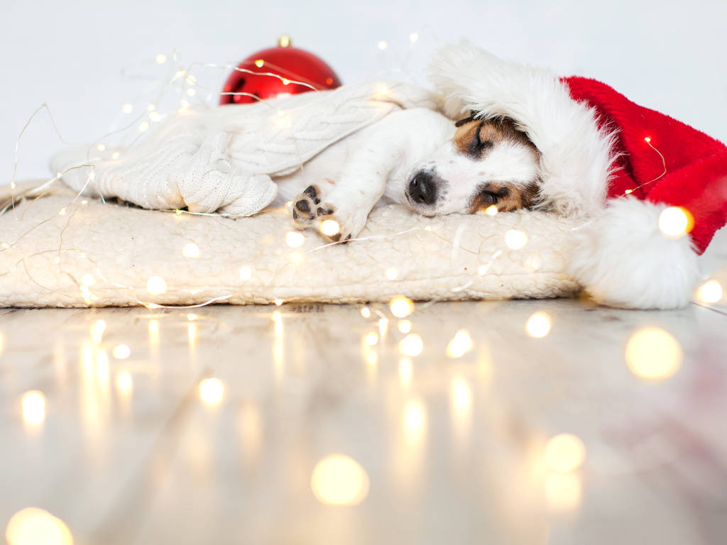 Slaaphond met kerstmuts - Foto, afbeelding