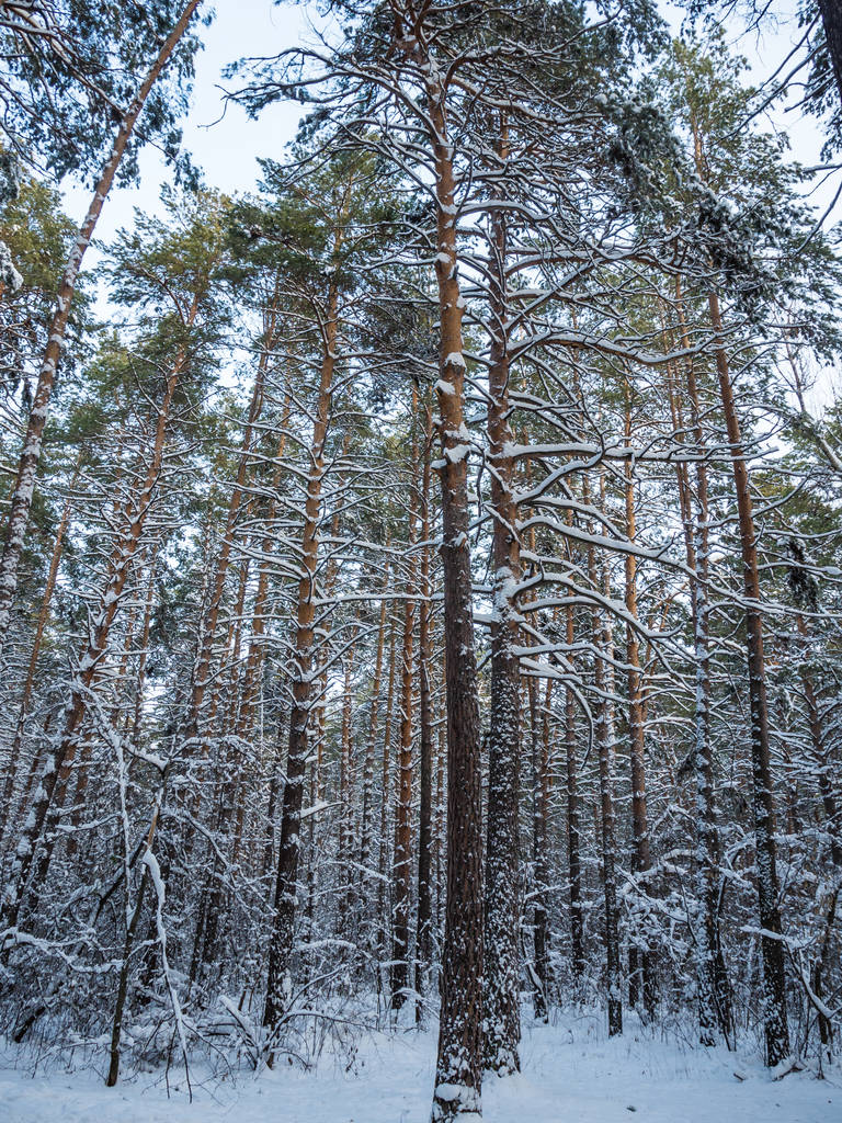 Зимовий ліс після сильний снігопад, Новосибірськ, Росія - Фото, зображення