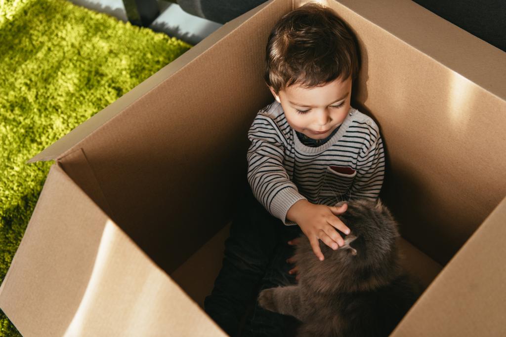 Малыш гладит британскую длинноволосую кошку в картонной коробке
 - Фото, изображение