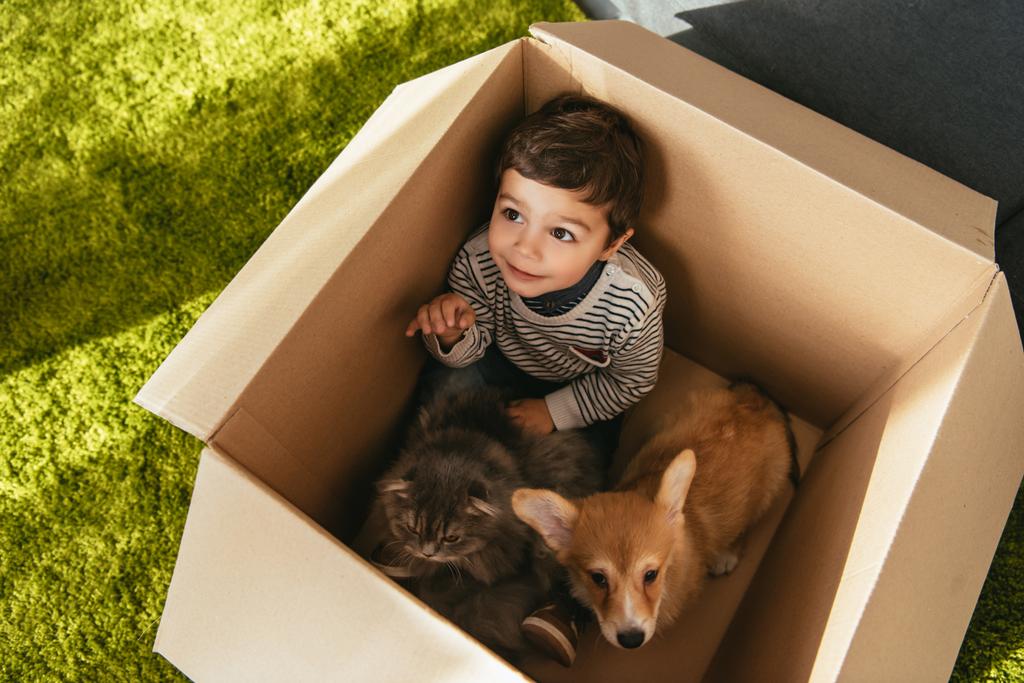 high angle view of smiling little boy with cute corgi and british longhair sitting in cardboard box - Photo, Image