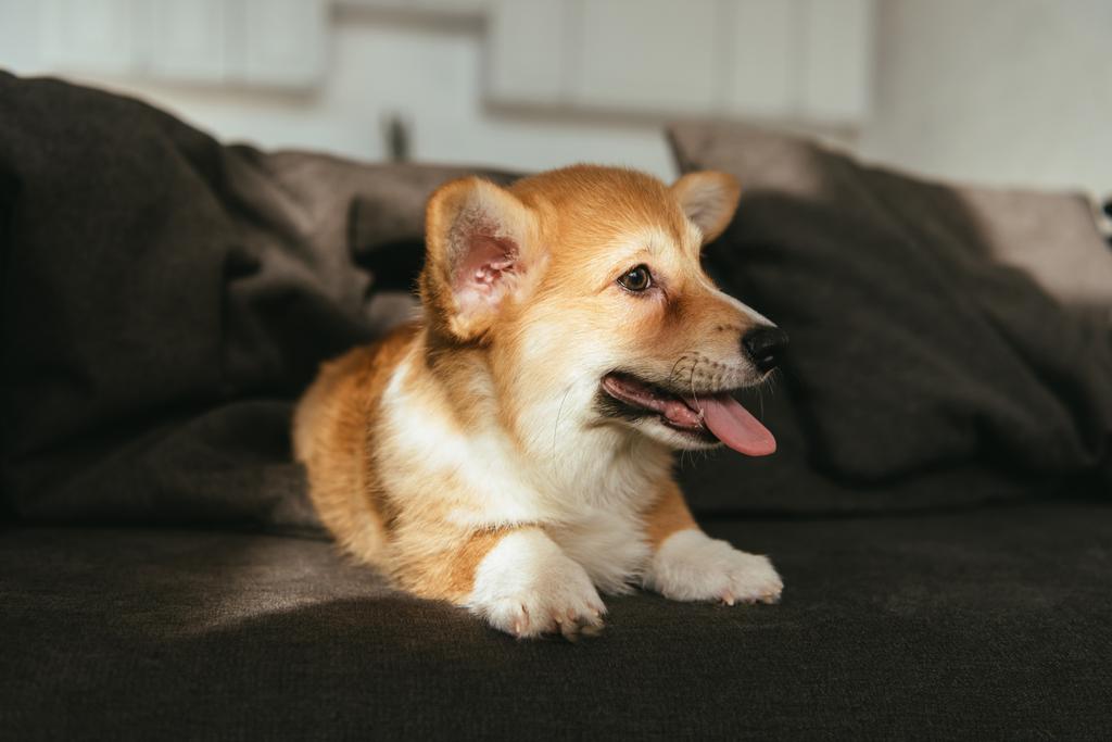 galês corgi pembroke cachorro sentado no sofá em casa
 - Foto, Imagem