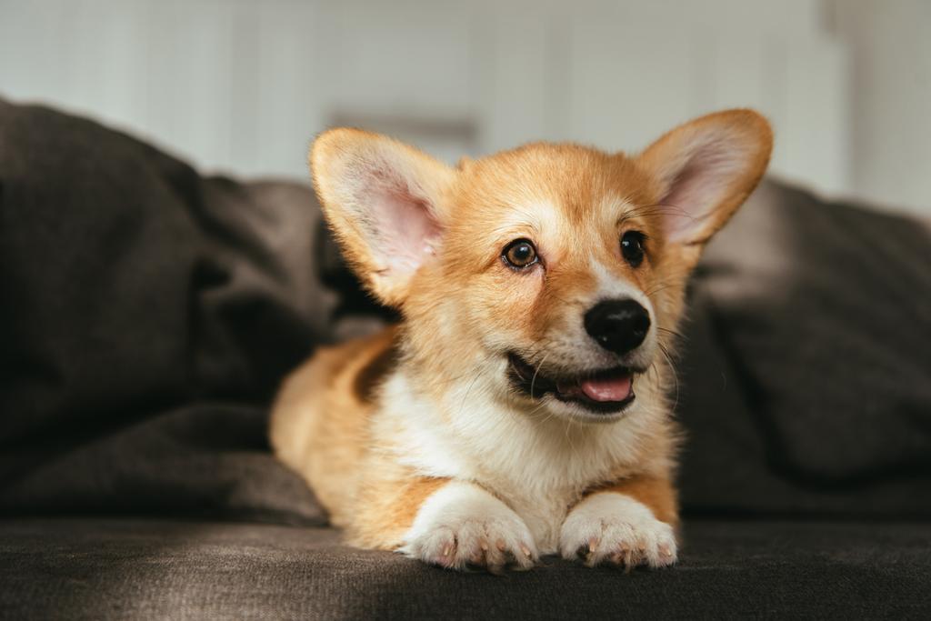 close up view of welsh corgi puppy sitting on sofa at home - Photo, Image