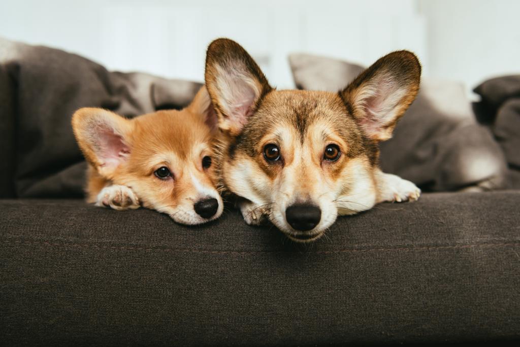 portrait de deux adorables chiens corgi gallois allongés sur le canapé à la maison
 - Photo, image