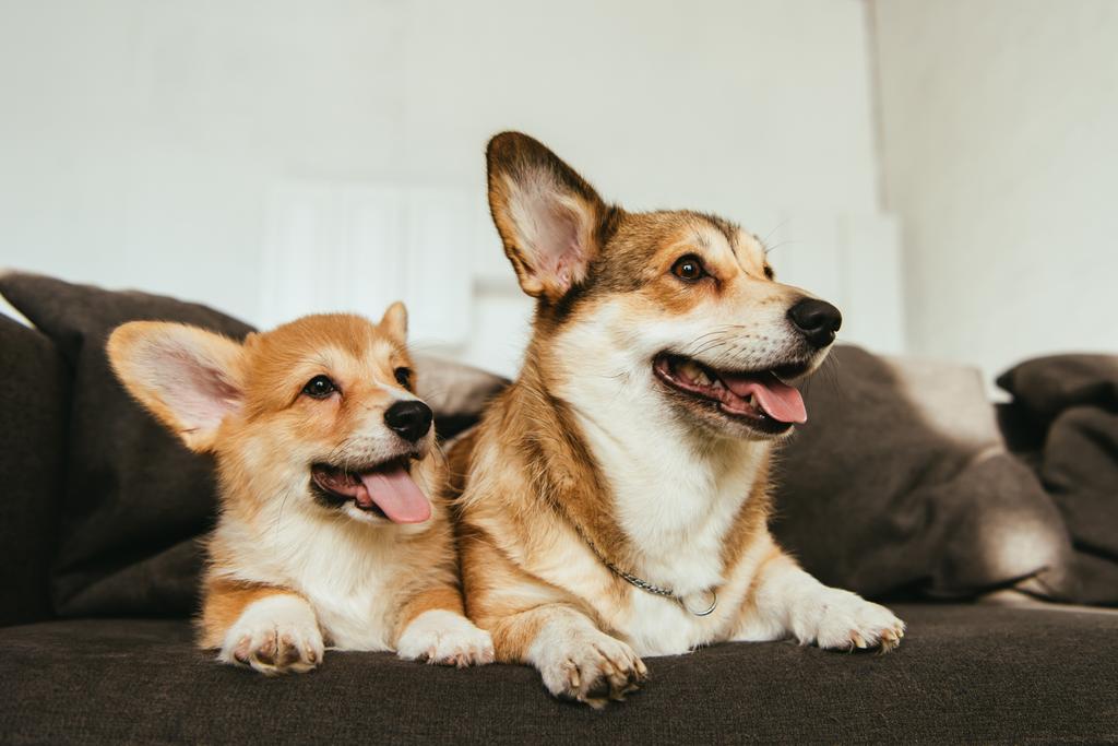 cani corgi gallesi seduti sul divano in soggiorno a casa
 - Foto, immagini