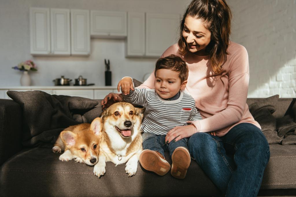 child petting welsh corgi dog while his mother sitting near on sofa at home - Photo, Image