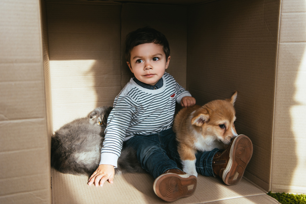 χαρούμενο παιδί με φιλικό σκύλο και γάτα κάθεται σε κουτί από χαρτόνι  - Φωτογραφία, εικόνα