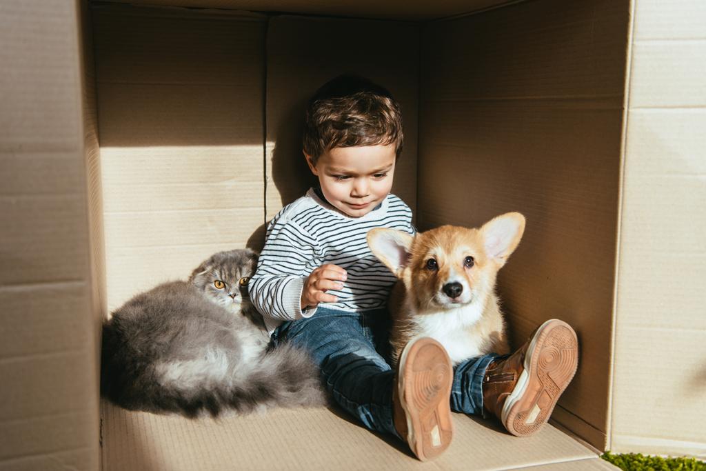 かわいい猫と日光の下で段ボール箱に座っている犬と少年  - 写真・画像