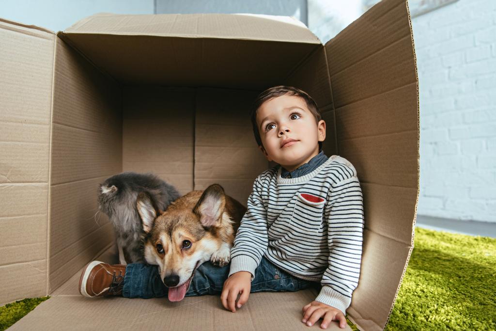 chlapec s rozkošný welsh corgi pembroke a britská dlouhosrstá kočka sedí v krabici - Fotografie, Obrázek