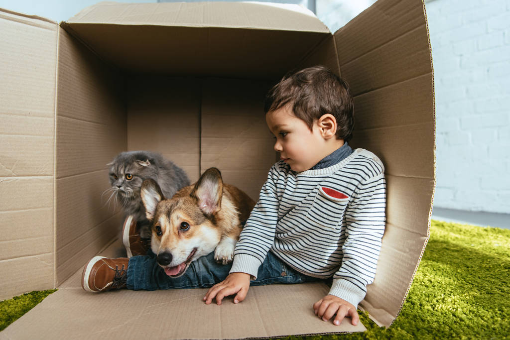 dziecko z adorable corgi i brytyjski długowłosy kot siedzi w kartonie - Zdjęcie, obraz