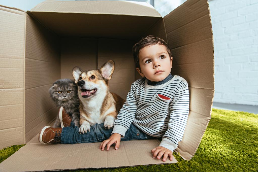 petit garçon avec adorable corgi et britannique chat à poil long assis dans la boîte en carton
 - Photo, image