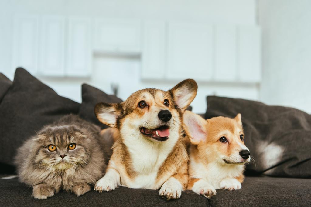 welsh corgi dogs and british longhair cat on sofa at home - Photo, Image