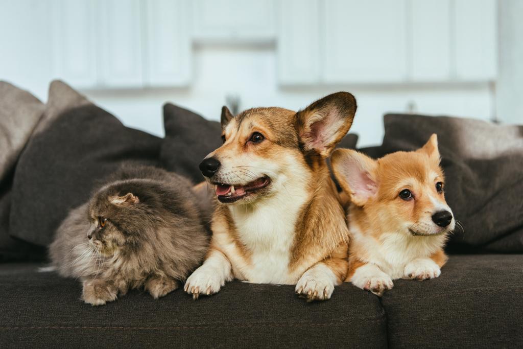 close up view of adorable welsh corgi dogs and british longhair cat on sofa at home - Photo, Image