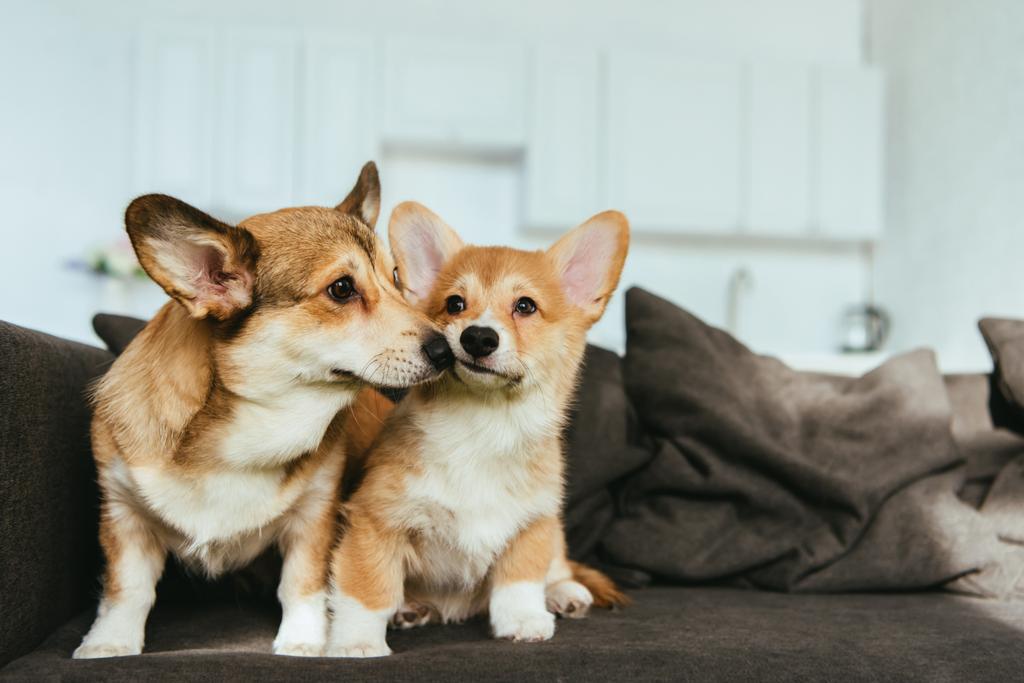 close up view of welsh corgi dogs on sofa in living room at home - Photo, Image