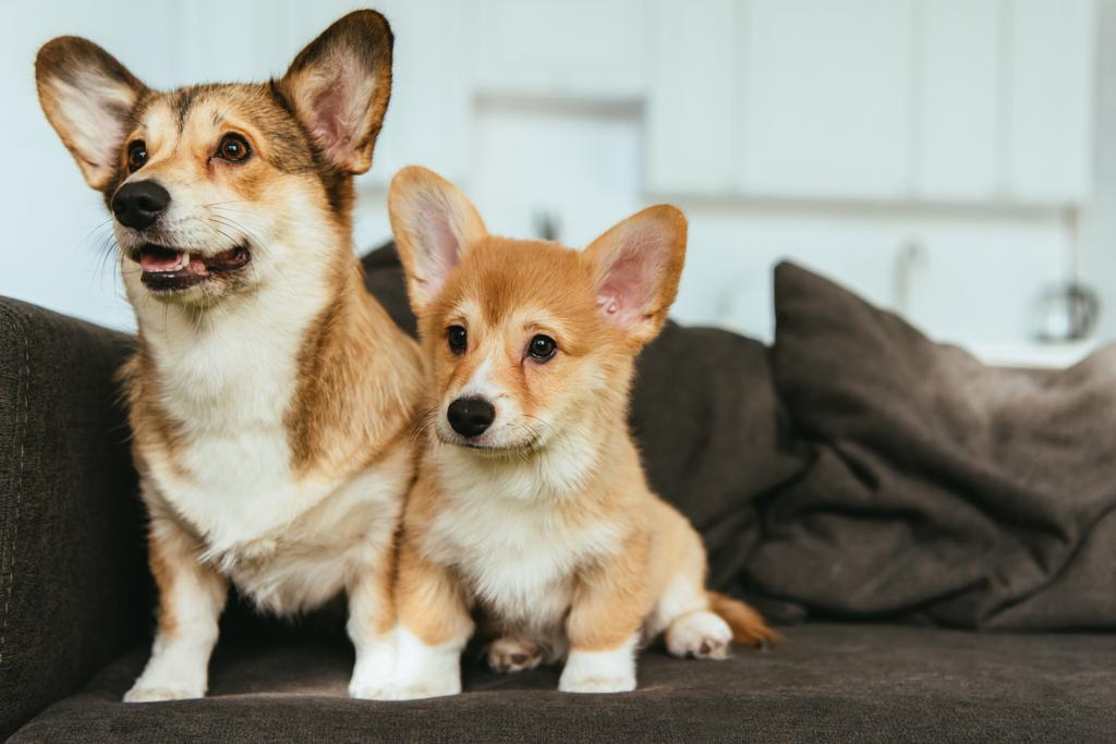 galês corgi cães no sofá na sala de estar em casa
 - Foto, Imagem