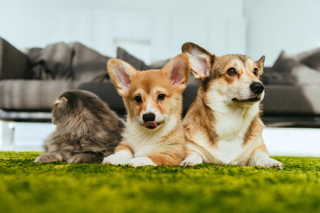 adorable welsh corgi dogs and british longhair cat on floor at home - Photo, Image