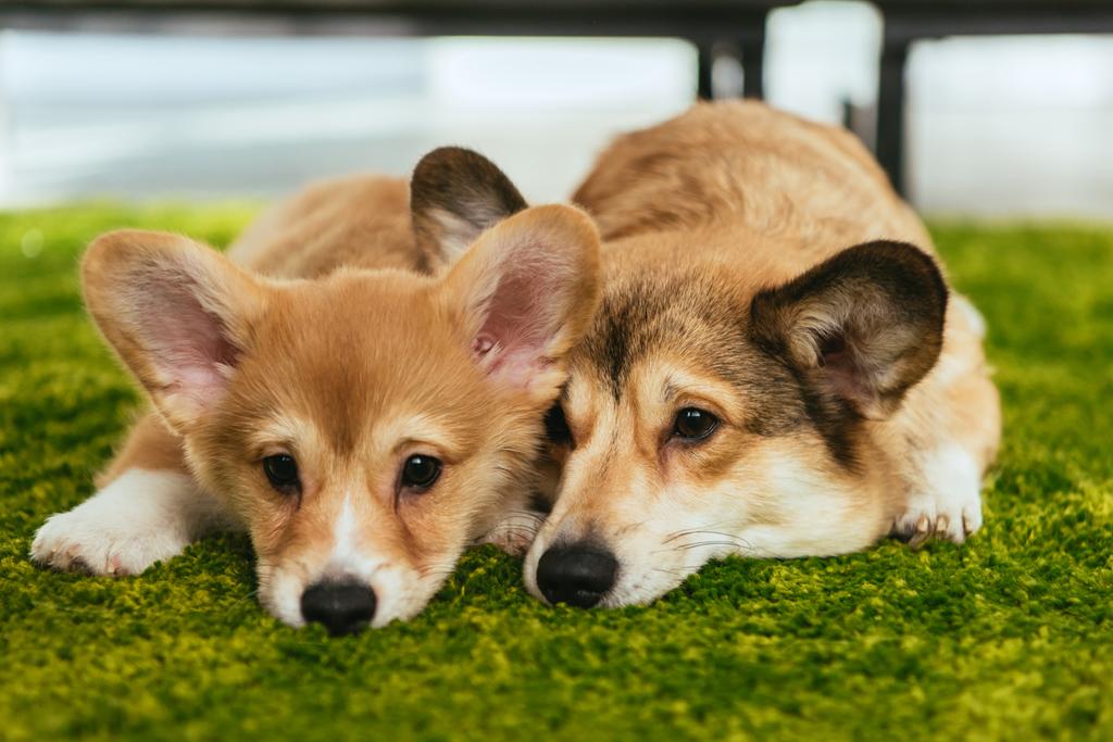 twee schattige welsh corgi honden opleggen groen gazon thuis - Foto, afbeelding