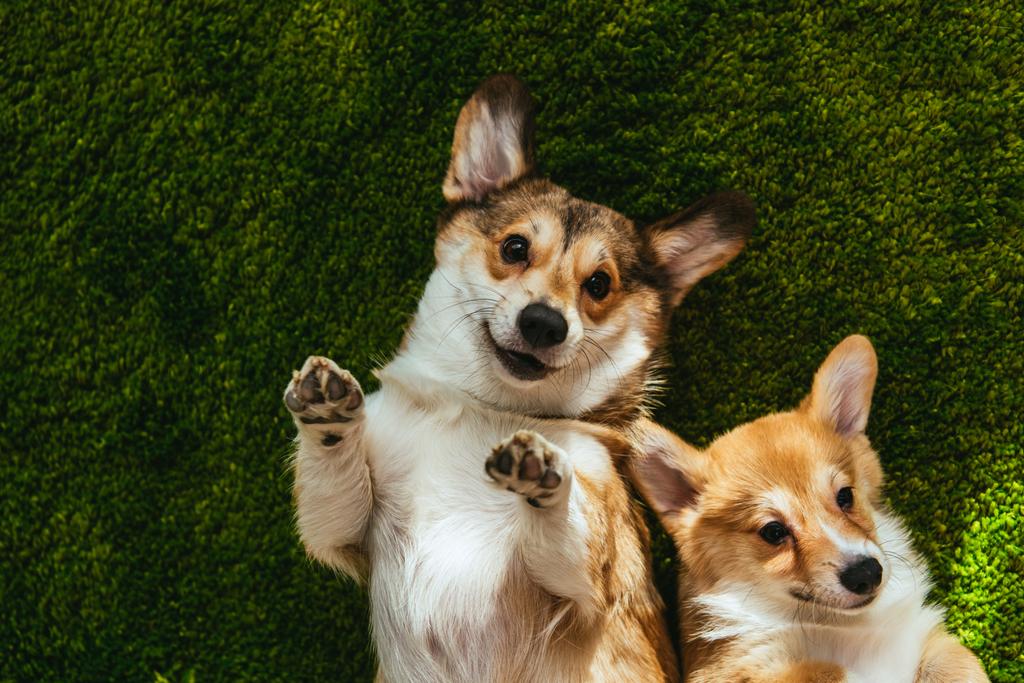 schattig welsh corgi honden opleggen groen gazon - Foto, afbeelding