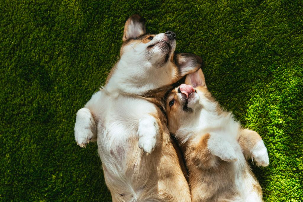 elevated view of two adorable welsh corgi dogs laying on green lawn - Photo, Image