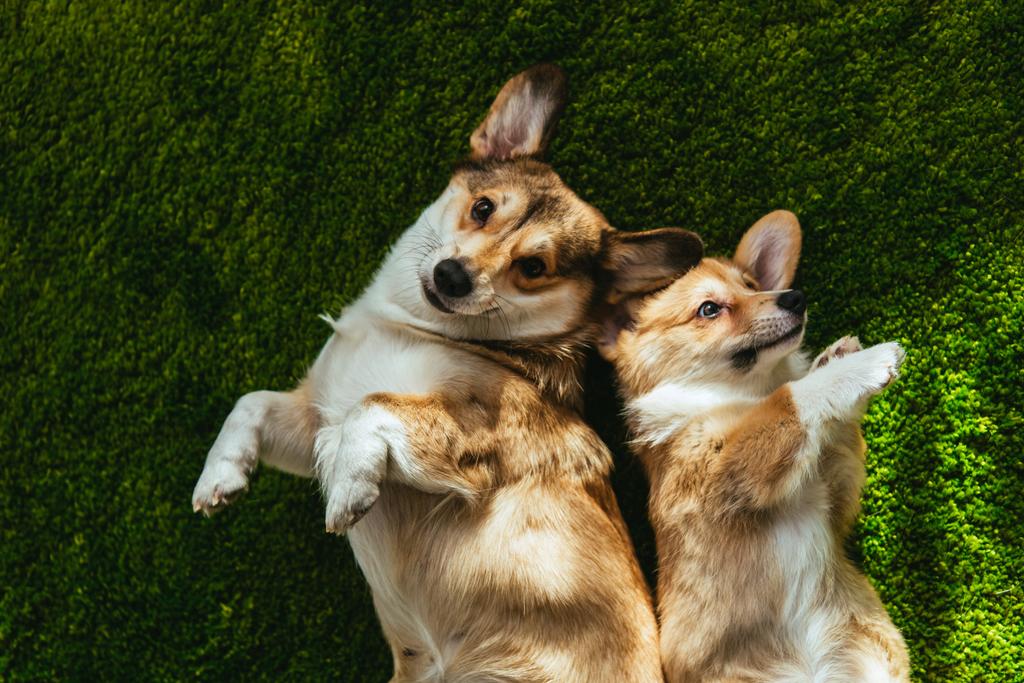 bovenaanzicht van twee schattige welsh corgi honden opleggen groen gazon - Foto, afbeelding