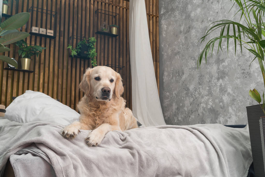 Golden retriever pure breed puppy dog on coat and pillows on bed in house or hotel. Scandinavian styled with green plants living room interior in art deco apartment. Pets friendly concept - Photo, Image