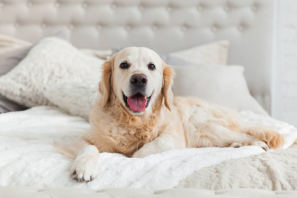 キングサイズ ベッドとベッドサイドのテーブルに豪華な明るい色古典的な折衷的なスタイルのベッドルームでのゴールデン ・ リトリーバーの子犬犬。ペット友好的なホテルや自宅の部屋. - 写真・画像