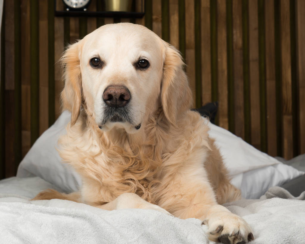 entzückende Golden Retriever Hundehülle hellpastellgrau weiß skandinavischen Textil dekorativen Mantelkissen für moderne Bett in Haus oder Hotel. Haustiere Pflege freundliches Konzept. - Foto, Bild