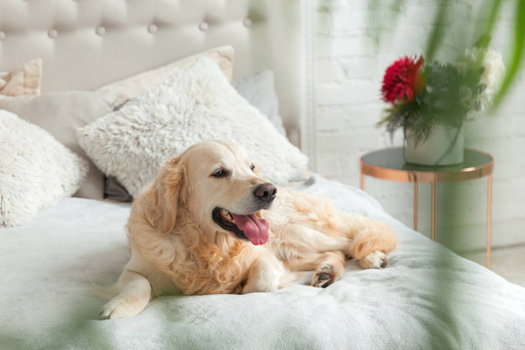 Perro cachorro Golden retriever en lujosos colores brillantes dormitorio de estilo ecléctico clásico con cama king-size y mesita de noche, plantas verdes. Mascotas friendly hotel o casa habitación
. - Foto, imagen