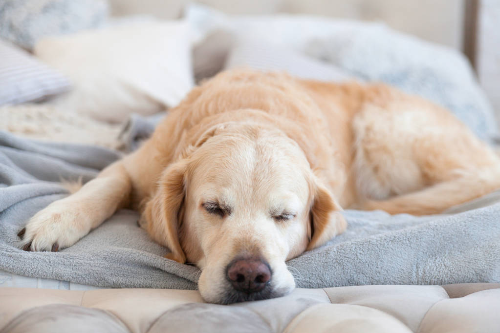 Modern yatak içinde ev veya otel için sevimli Golden Retriever köpek uyku hafif Pastel gri beyaz İskandinav Tekstil dekoratif kat yastık üzerinde. Evcil hayvan bakım dost kavramı. - Fotoğraf, Görsel