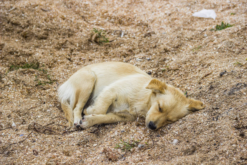 крупним планом монгольська собака спить на пляжі
 - Фото, зображення