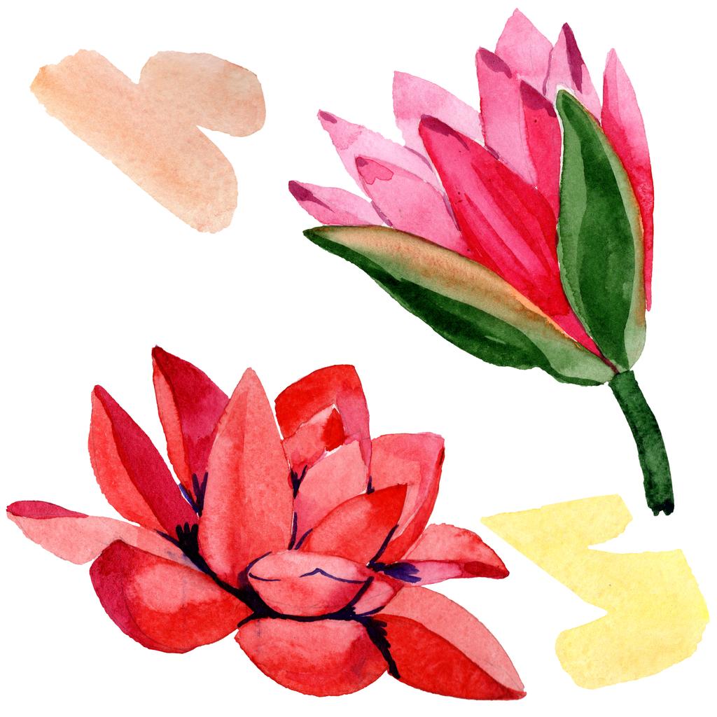 Rode lotusbloemen. Geïsoleerde lotus bloemen illustratie element. Aquarel achtergrond afbeelding. - Foto, afbeelding