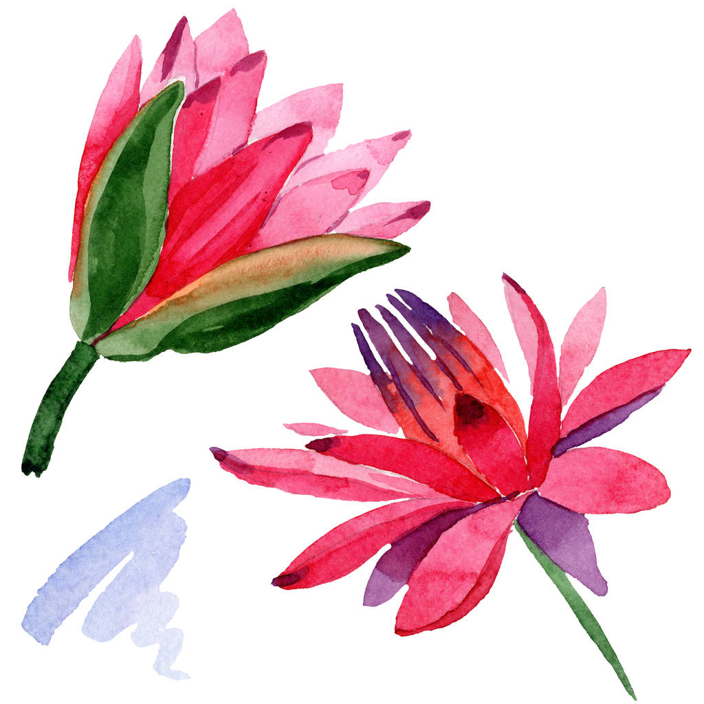 Червоні квіти лотоса. Ізольовані квіти лотоса елемент ілюстрації. Ілюстрація акварельного фону
. - Фото, зображення