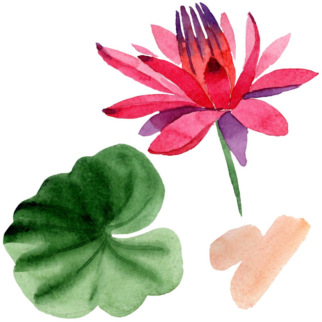 Flor roja de loto con hoja verde aislada en blanco. Flor botánica floral. Ilustración fondo acuarela
. - Foto, Imagen