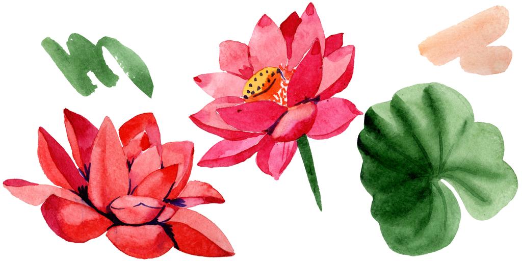 Kırmızı lotus çiçekleri. İzole lotus çiçekleri illüstrasyon öğesi. Suluboya arka plan illüstrasyon. - Fotoğraf, Görsel