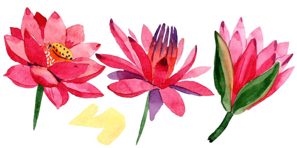 赤い蓮の花。孤立したロータスの花の図要素。水彩画背景イラスト. - 写真・画像