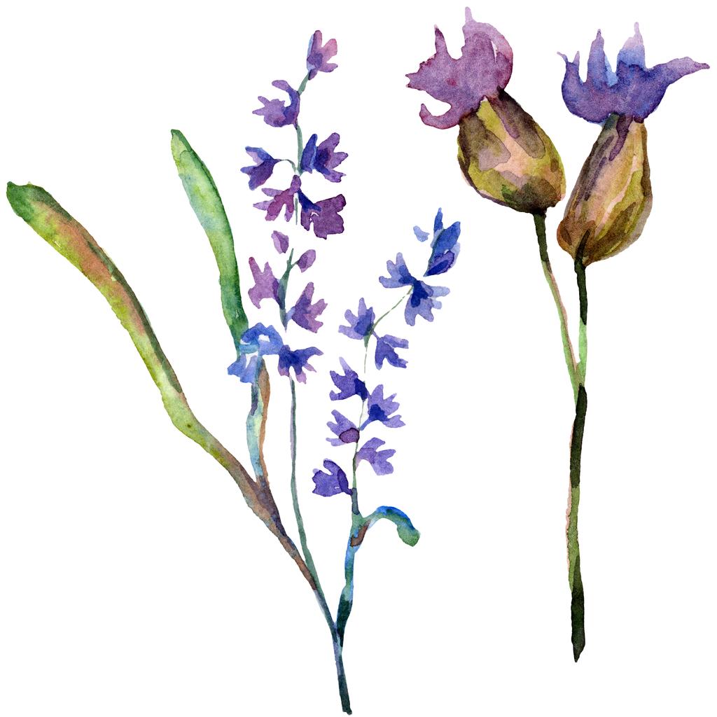 Paarse lavendel. Wild voorjaar wildflowers geïsoleerd op wit. Hand getekend als lavendel bloemen met aquarelle. Aquarel achtergrond afbeelding. - Foto, afbeelding