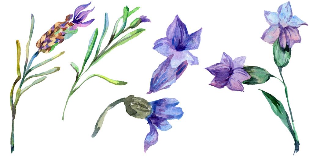 紫のラベンダーの花。野生の春の野草は、白で隔離。手は、aquarelle でラベンダーの花を描いた。水彩画背景イラスト. - 写真・画像