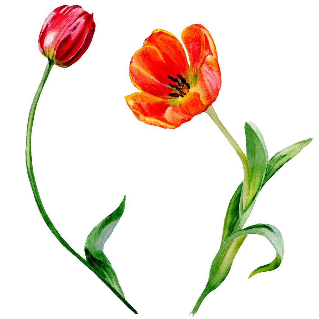 Incríveis flores de tulipa vermelha com folhas verdes. Flores botânicas desenhadas à mão. ilustração fundo aquarela. Elemento de ilustração tulipas vermelhas isoladas
. - Foto, Imagem