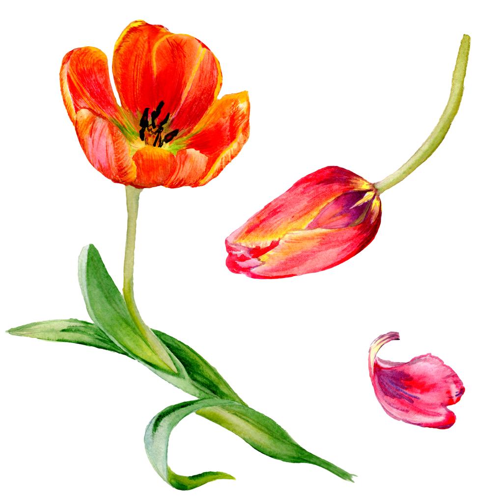 Increíbles flores de tulipán rojo con hojas verdes. Flores botánicas hechas a mano. Ilustración de fondo acuarela. Elemento ilustrativo de tulipanes rojos aislados
. - Foto, Imagen