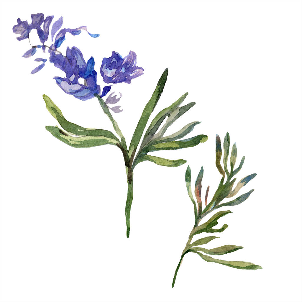 紫のラベンダー。花植物の花。野生春ワイルドフラワーは、白で隔離。手は、aquarelle でラベンダーの花を描いた。水彩画背景イラスト. - 写真・画像