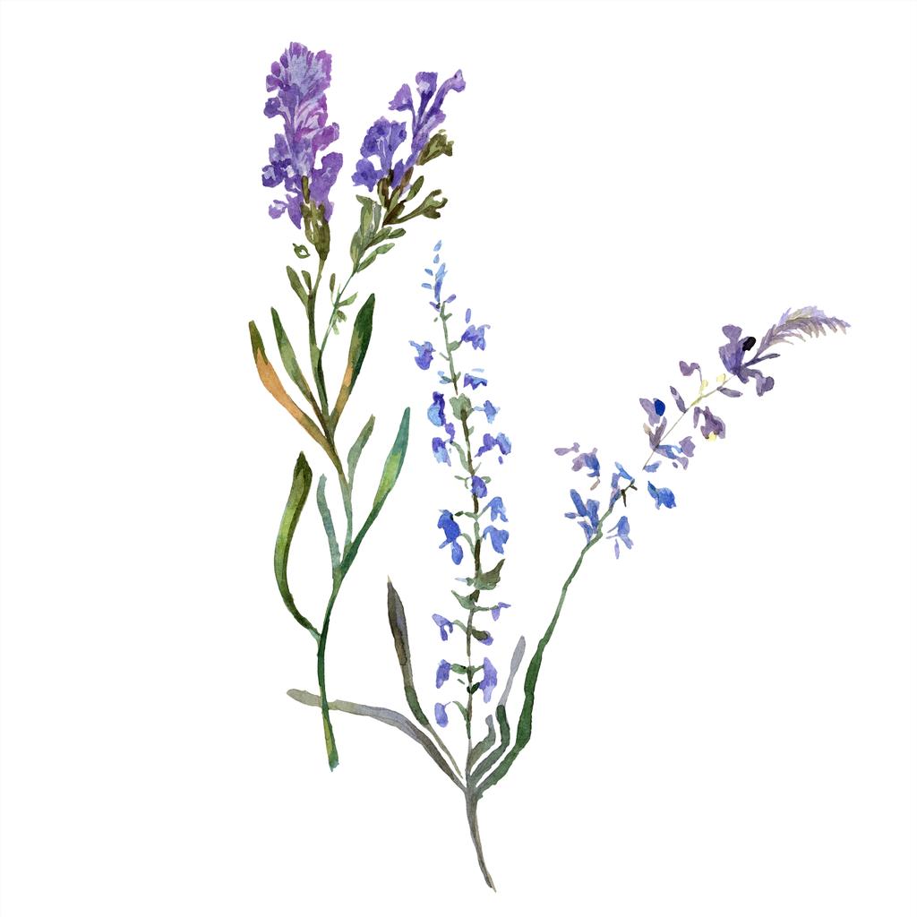 紫のラベンダーの花 野生の春の野草は 白で隔離 手は Aquarelle でラベンダーの花を描いた 水彩画背景イラスト ロイヤリティフリー写真 画像素材