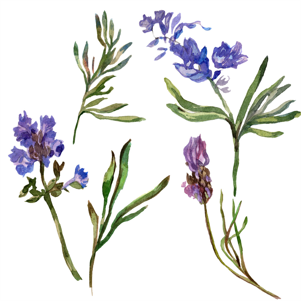 Violetti laventeli kukkia. Villi kevät luonnonvaraiset kukat eristetty valkoinen. Käsin piirretty laventeli kukkia akvarelli. Vesiväritaustakuva
. - Valokuva, kuva