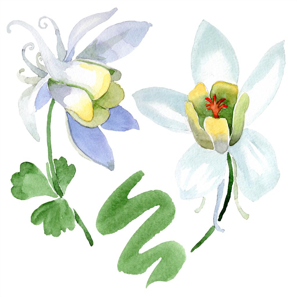Kwiat biały Orlik. Piękna wiosna kwiatów na białym tle. Element ilustracja na białym tle Orlik. Tle akwarela, ilustracja. - Zdjęcie, obraz