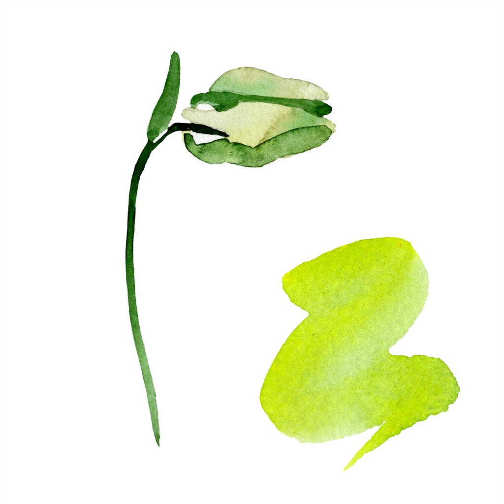 Green aquilegia bud. Beautiful spring wildflower isolated on white. Isolated aquilegia illustration element. Watercolor background illustration. - Photo, Image