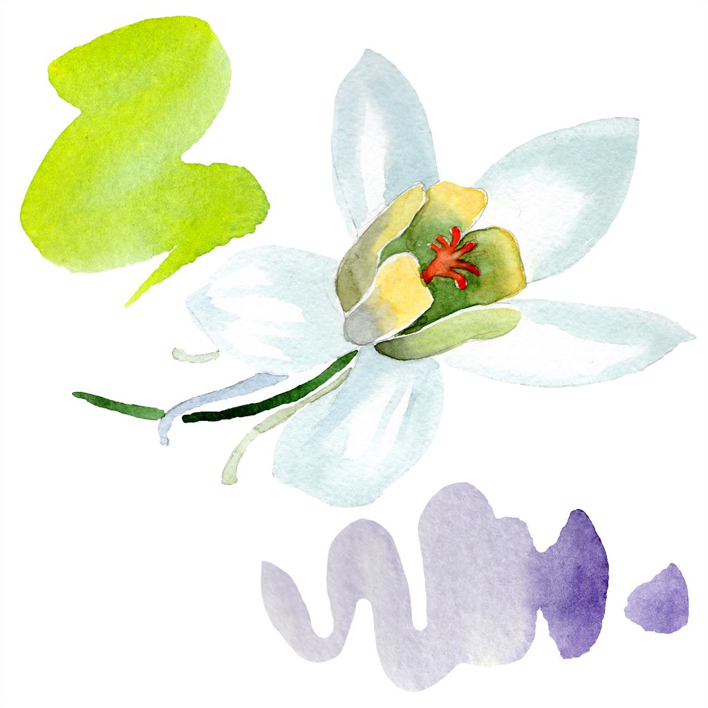 白いオダマキの花。美しい春ワイルドフラワーは、白で隔離。孤立したオダマキの図要素。水彩画背景イラスト. - 写真・画像