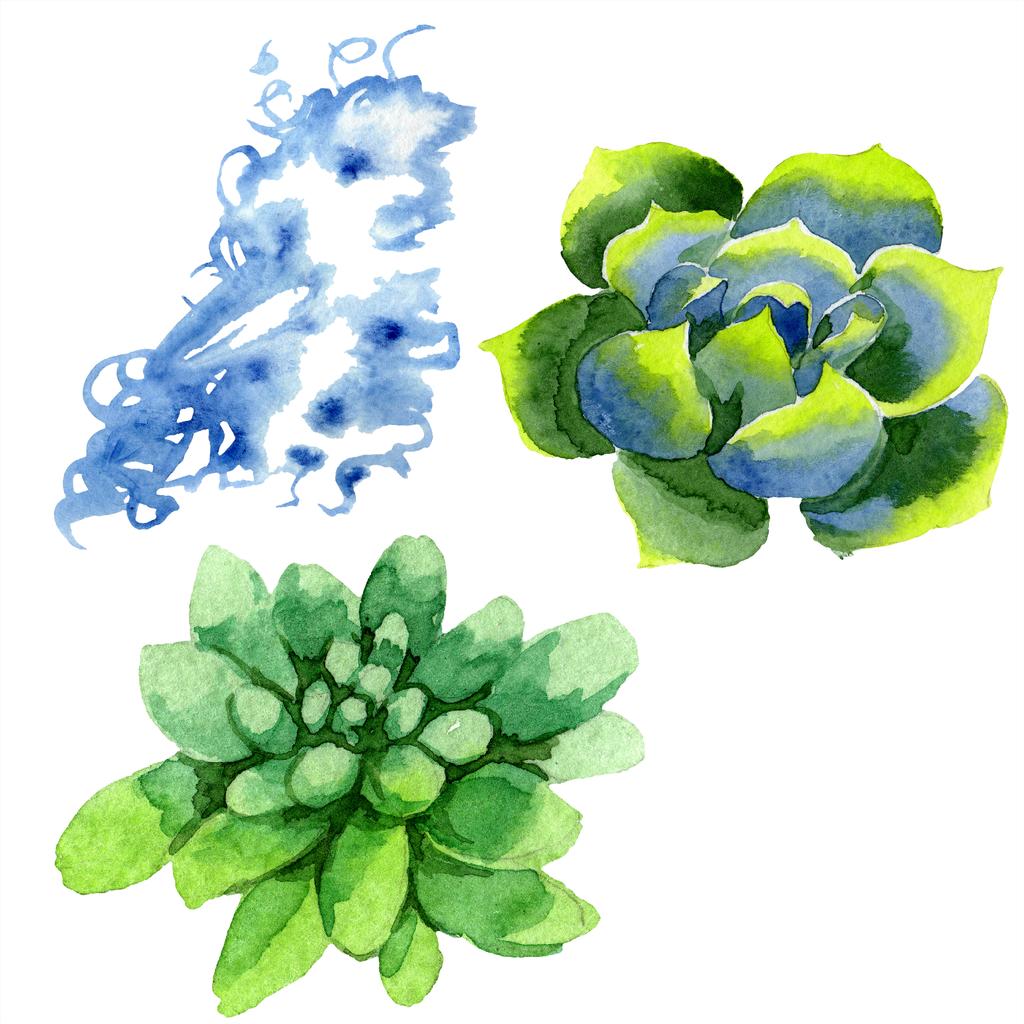 Úžasné sukulenty. Ilustrace akvarel zázemí. Aquarelle ruční izolované sukulentních rostlin a spot. - Fotografie, Obrázek